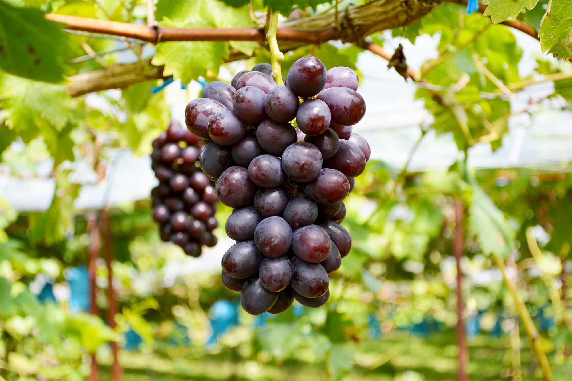 マスカットノワール