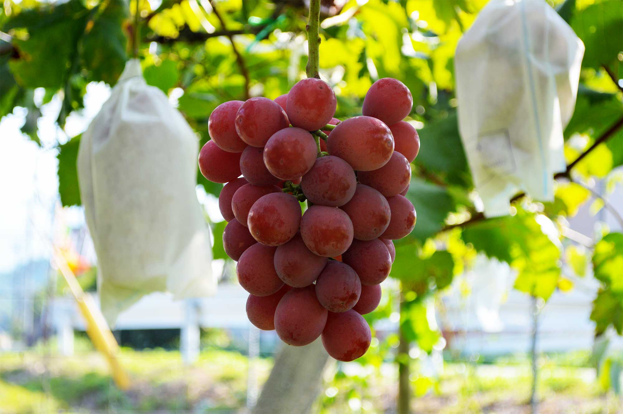 クイーンニーナ