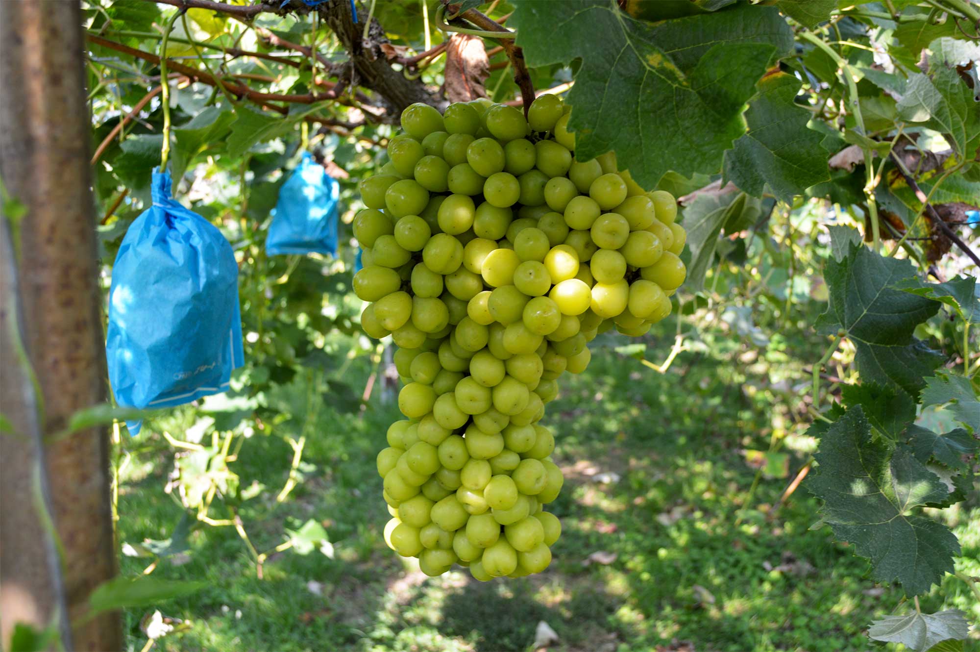 巨大シャインマスカット